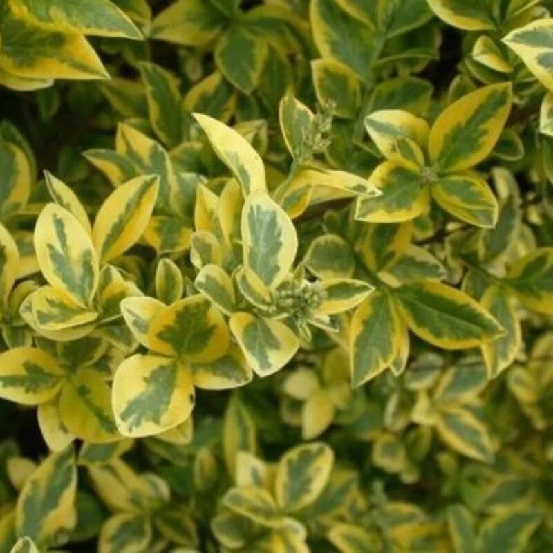 Ligustrum ovalifolium « Aureum » 