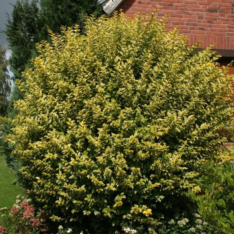 Ligustrum ovalifolium « Aureum » 