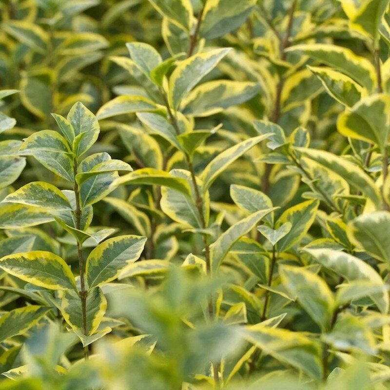 Ligustrum ovalifolium « Aureum » 