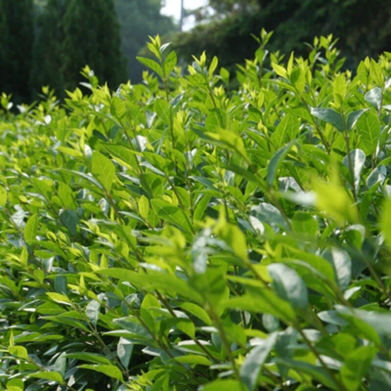 Ligustrum vulgare « Atrovirens »