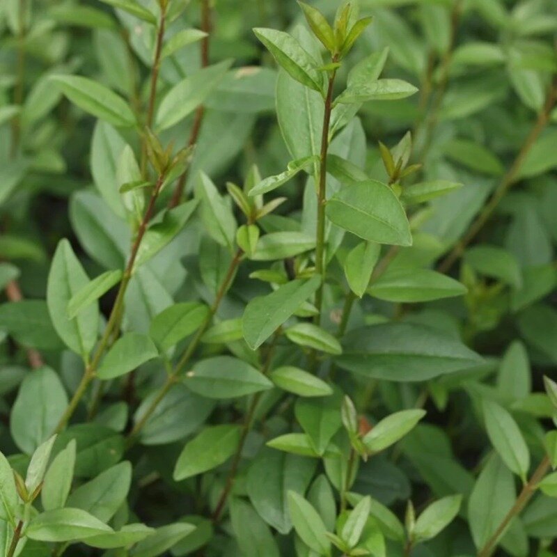 Ligustrum vulgare « Atrovirens »