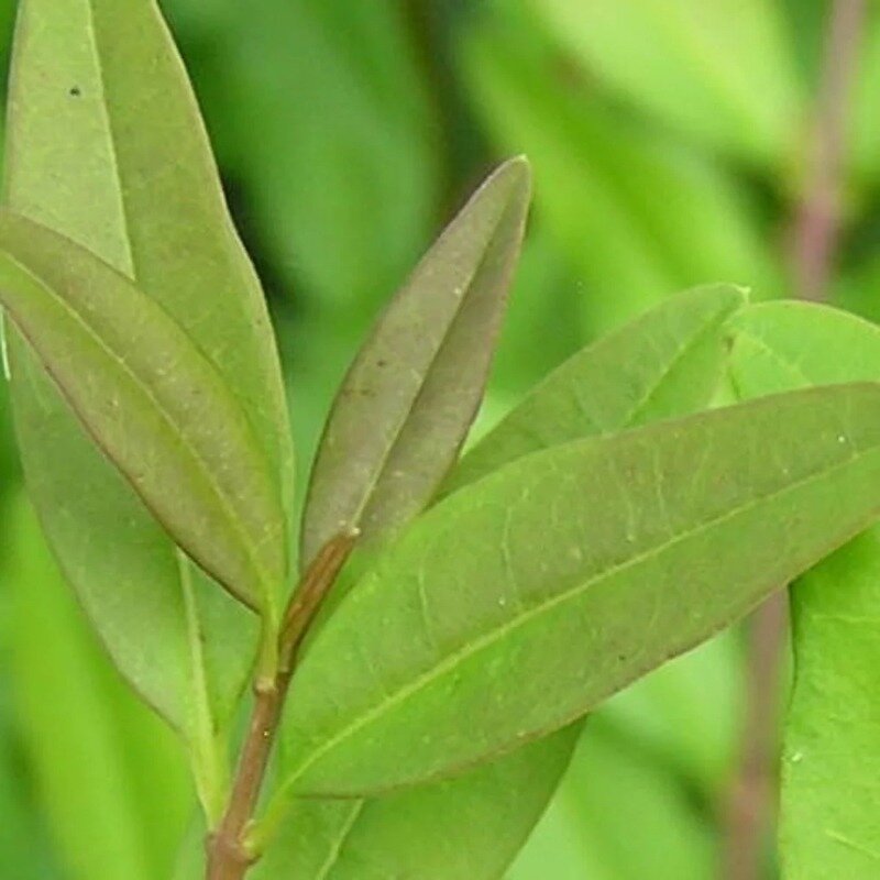 Ligustrum vulgare « Lodense » 