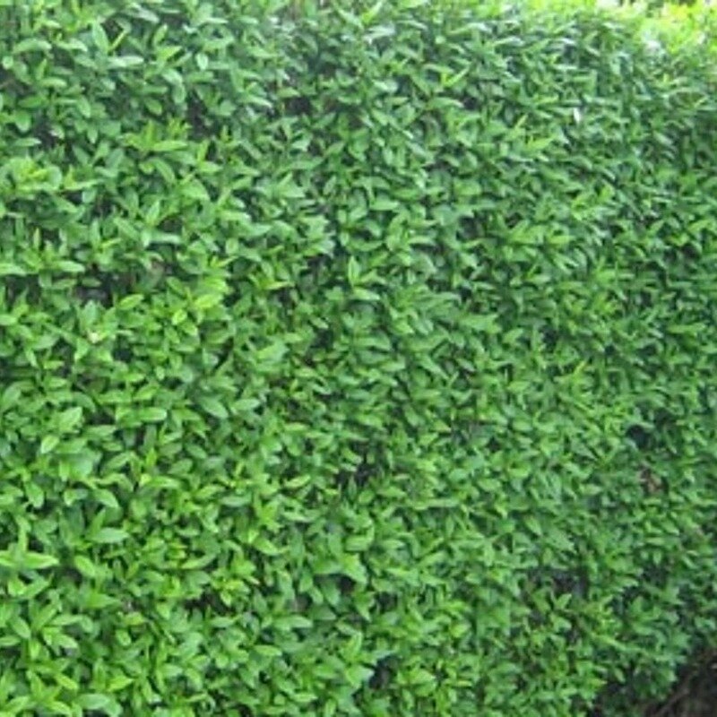 Ligustrum vulgare « Lodense » 