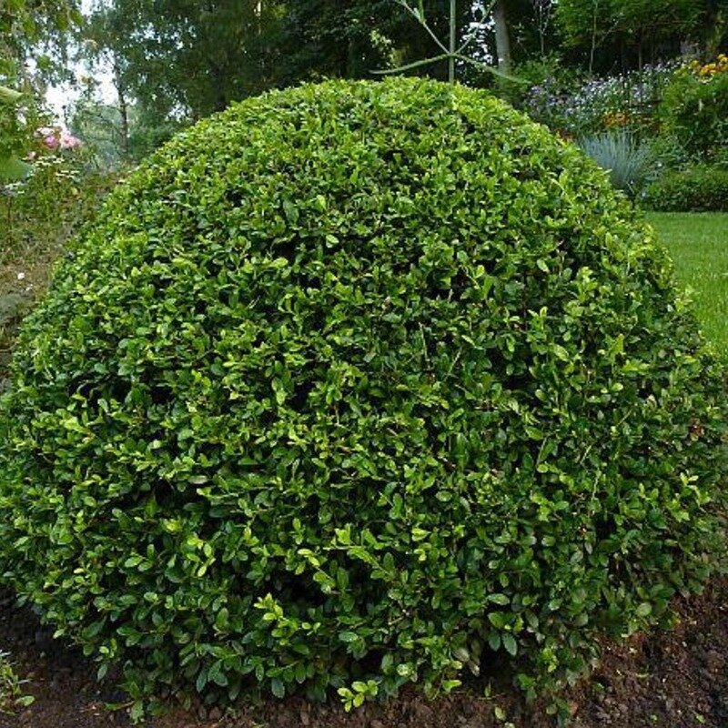 Ligustrum vulgare « Lodense » 