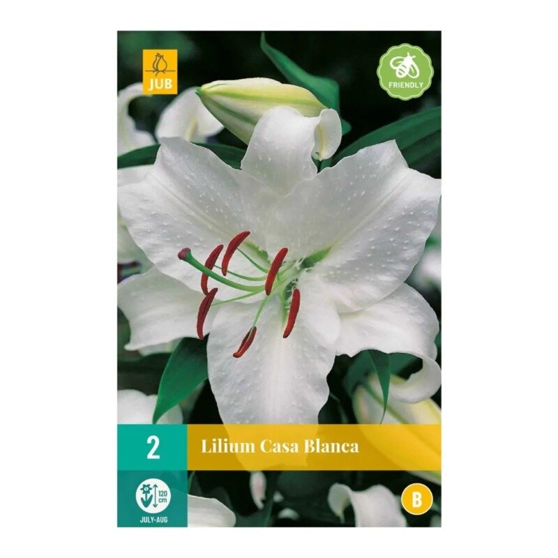 Lilium Casa Blanca