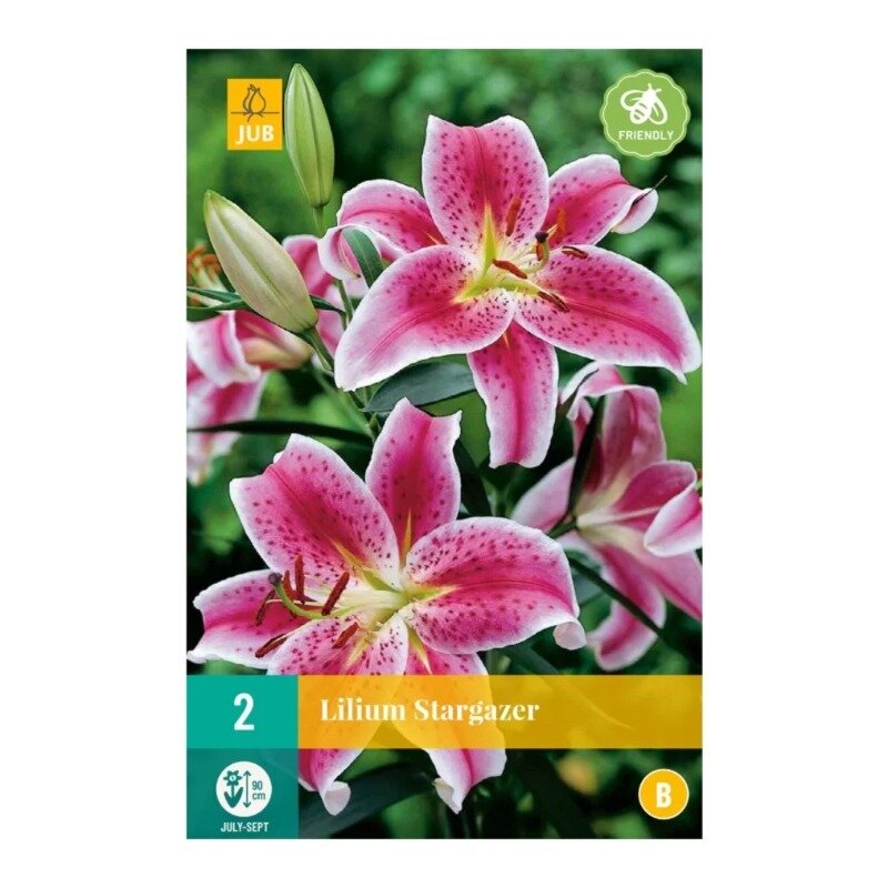 Lilium Stargazer