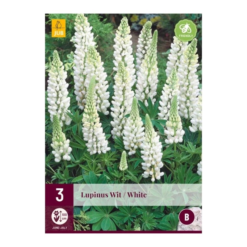 Lupinus blancs