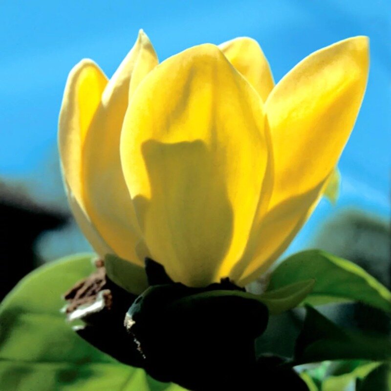 Magnolia brooklynensis « Yellow River » 