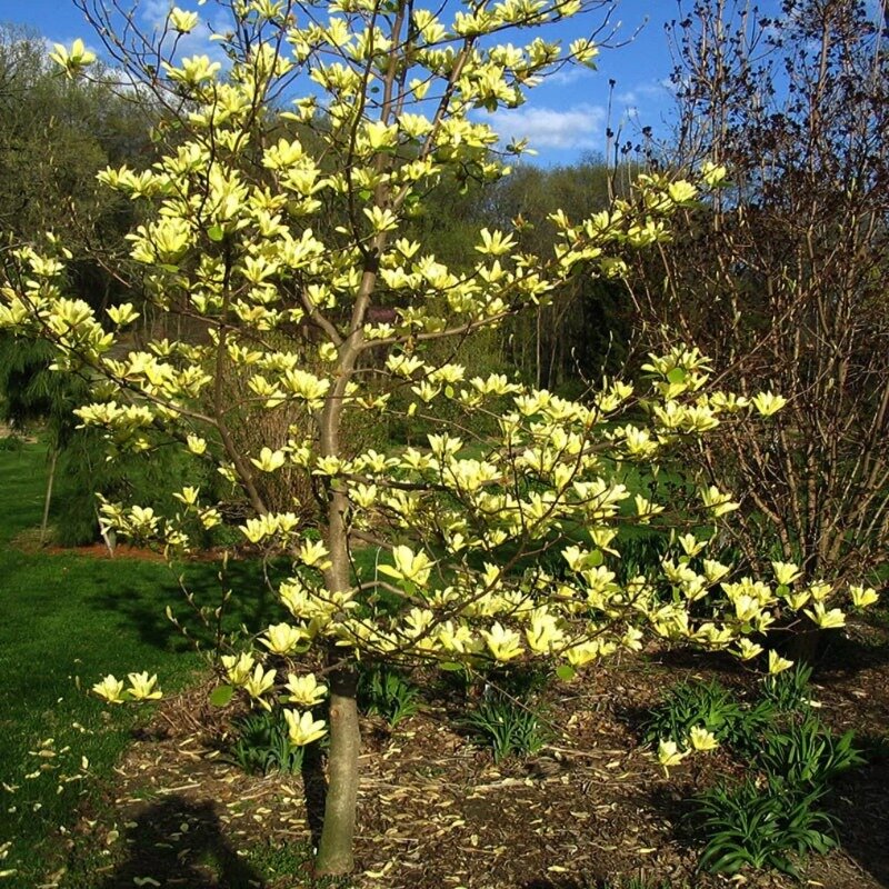 Magnolia brooklynensis « Yellow River » arbre