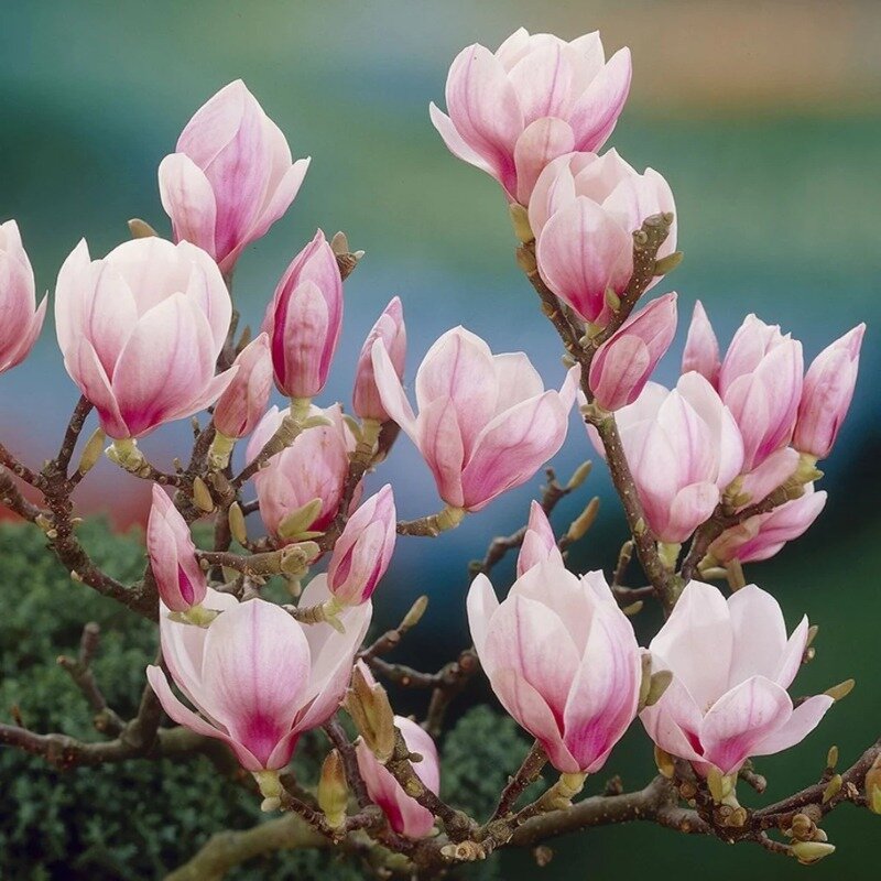 Magnolia de Chine 