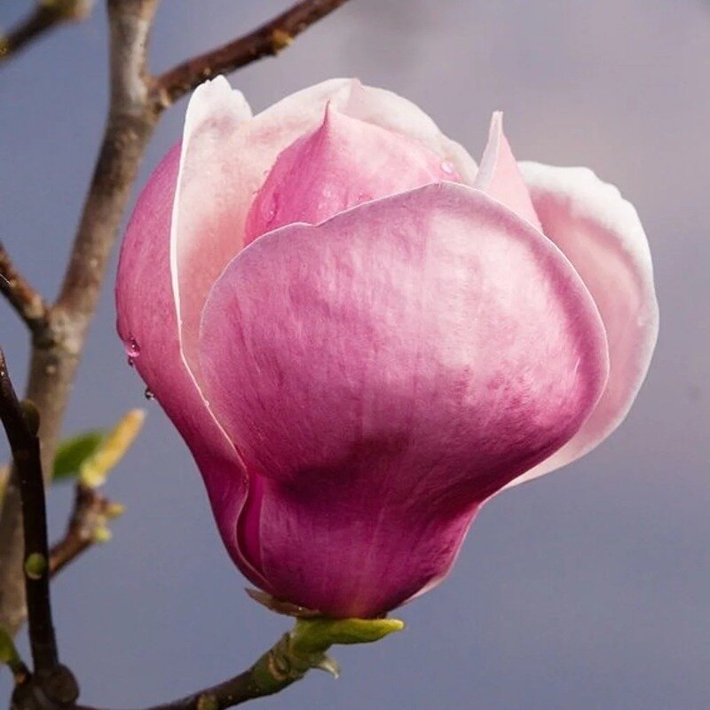 Fleur de Magnolia soulangeana