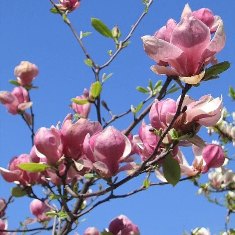 Branches de fleurs de Magnolia soulangeana