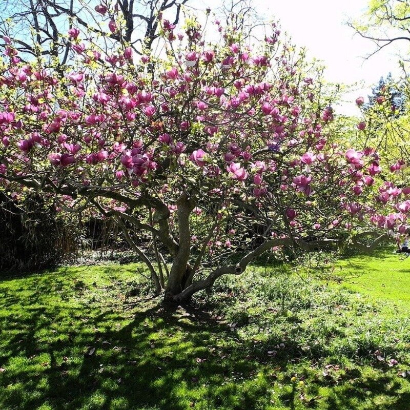 Magnolia soulangeana en tant qu'arbre