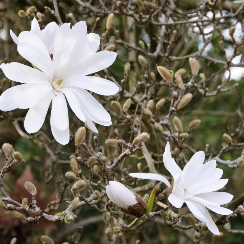 Magnolia étoilé 