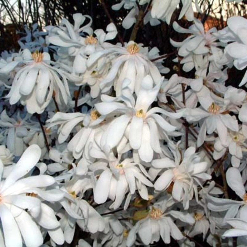 Magnolia stellata fleurs