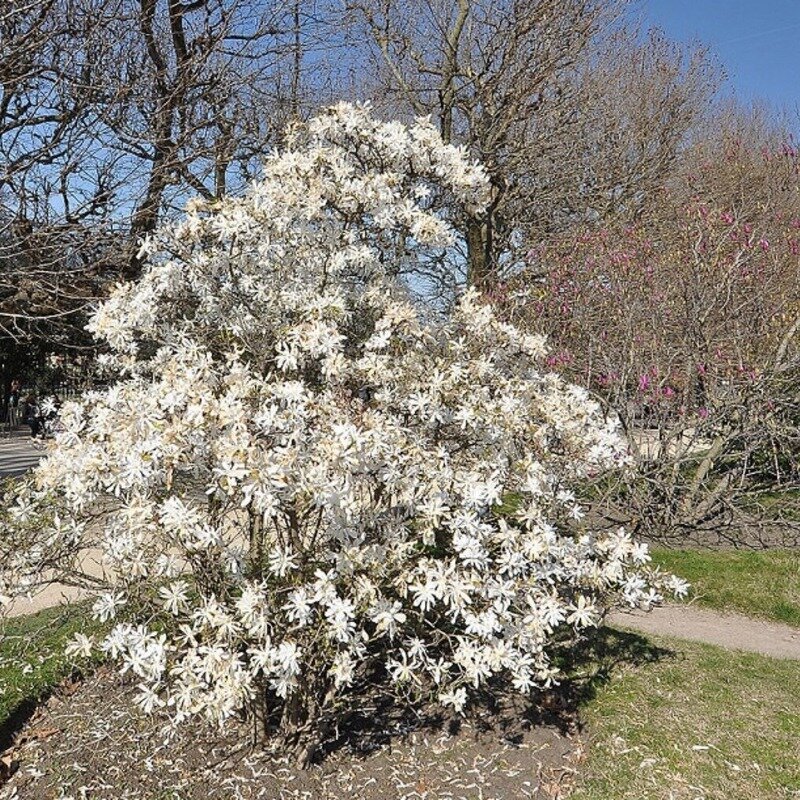 Magnolia stellata solitaire