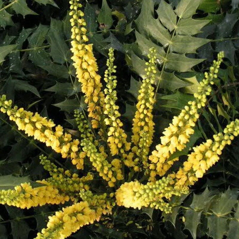 Mahonia 