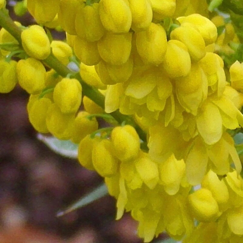 Mahonia 