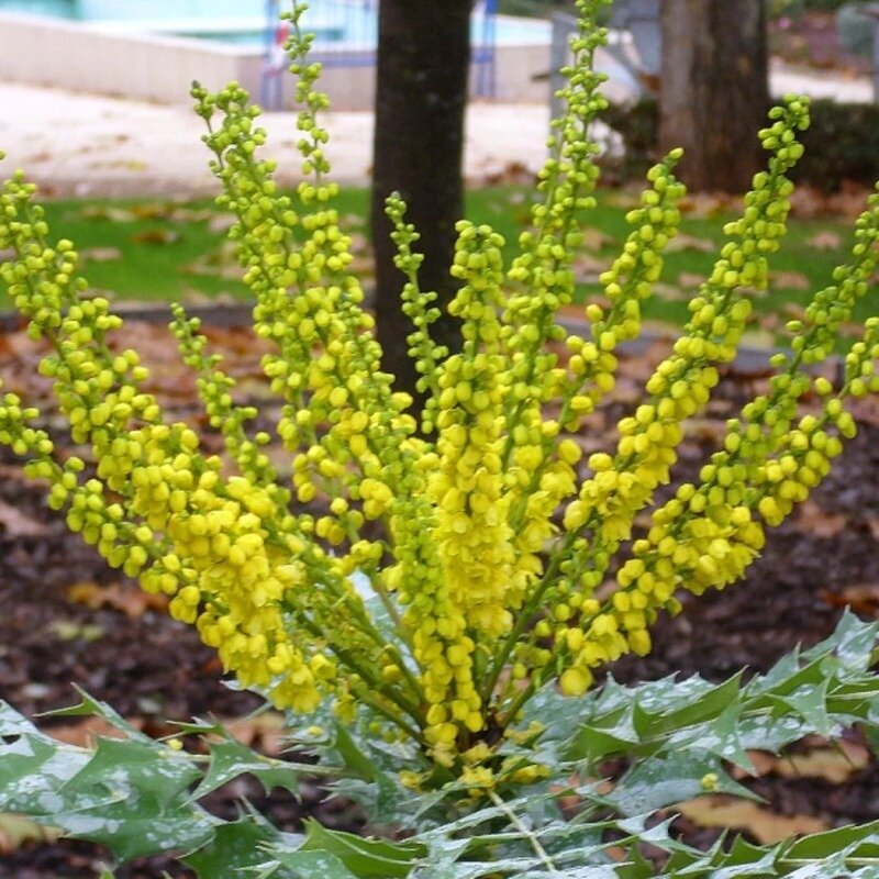 Mahonia 