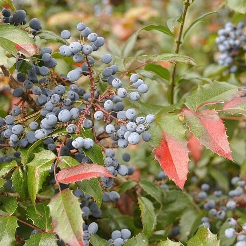 Mahonia 