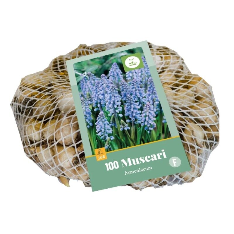 Muscari armeniacum (sac en filet 100 pièces)