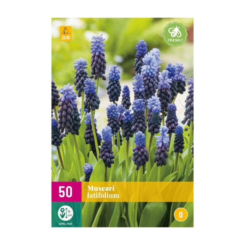 Muscari latifolium (sac XXL 50 pièces)