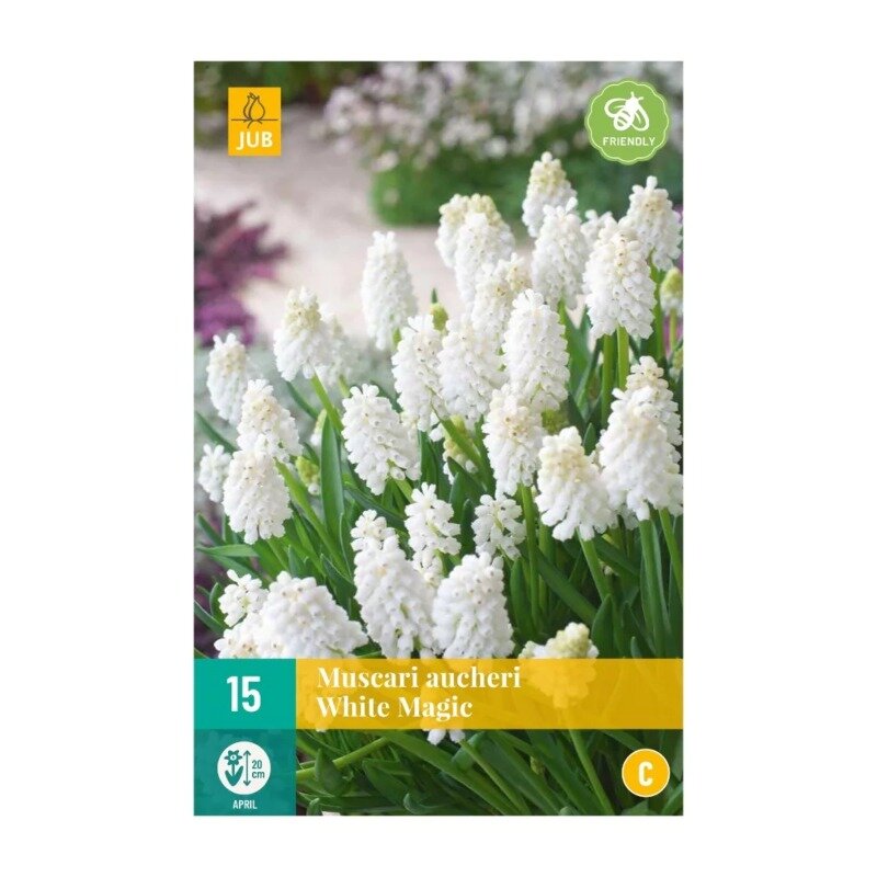 Muscari White Magic (sachet de 15 pièces)