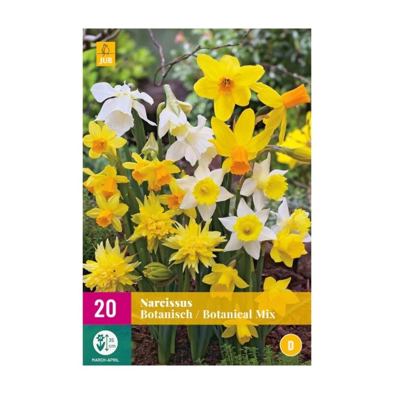 Narcisses Botanique Mélange (sac XXL 20 pièces)