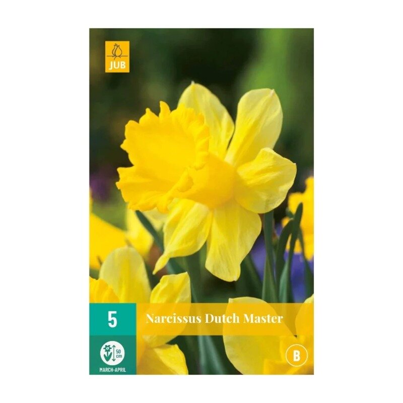 Narcisses Dutch Master (sachet de 5 pièces)