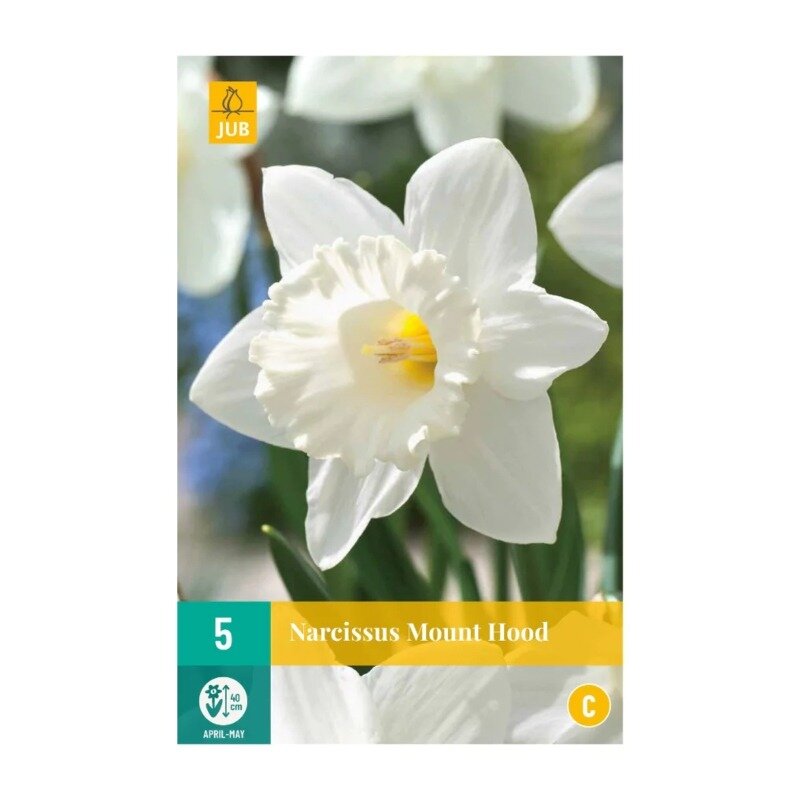 Narcisses Mount Hood (sachet de 5 pièces)