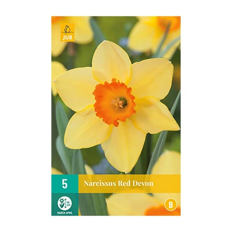 Narcisses Red Devon (sachet de 5 pièces)