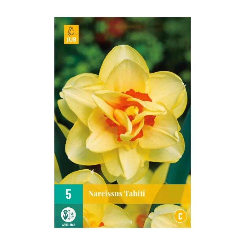 Narcisses Tahiti (sachet de 5 pièces)