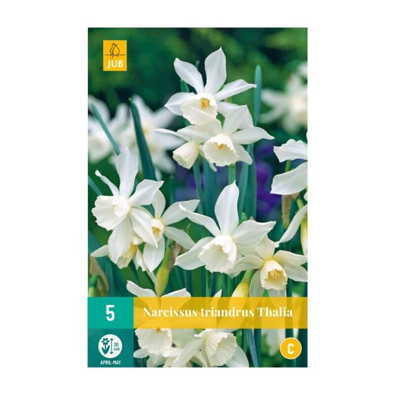 Narcisses Thalia (sachet de 5 pièces)