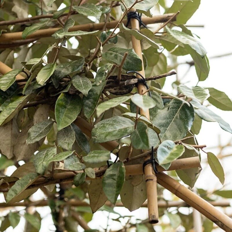 Olivier de Bohème en espalier 