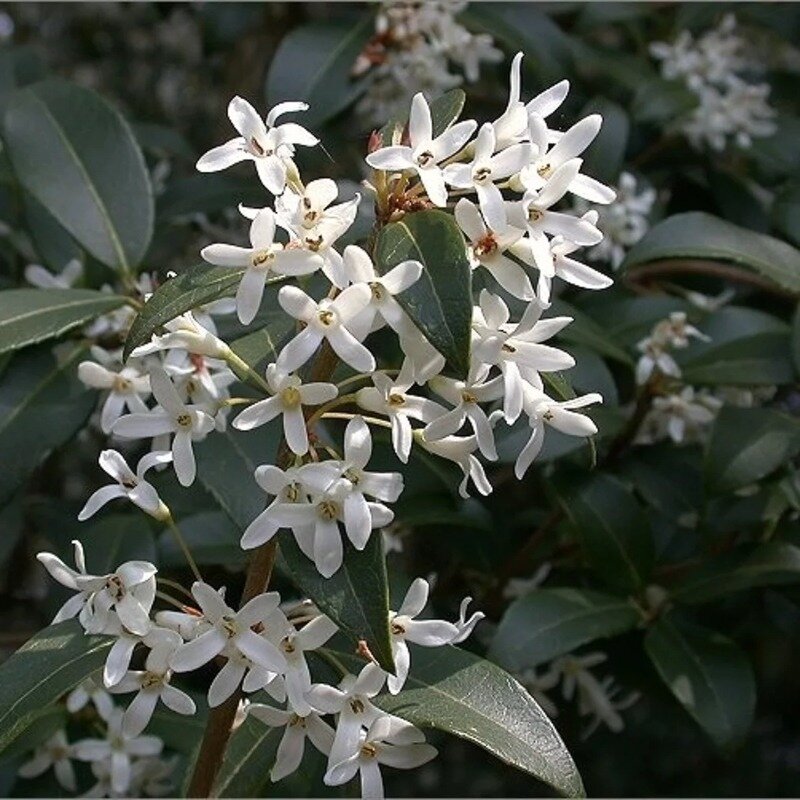 Osmanthus Burkwoodii