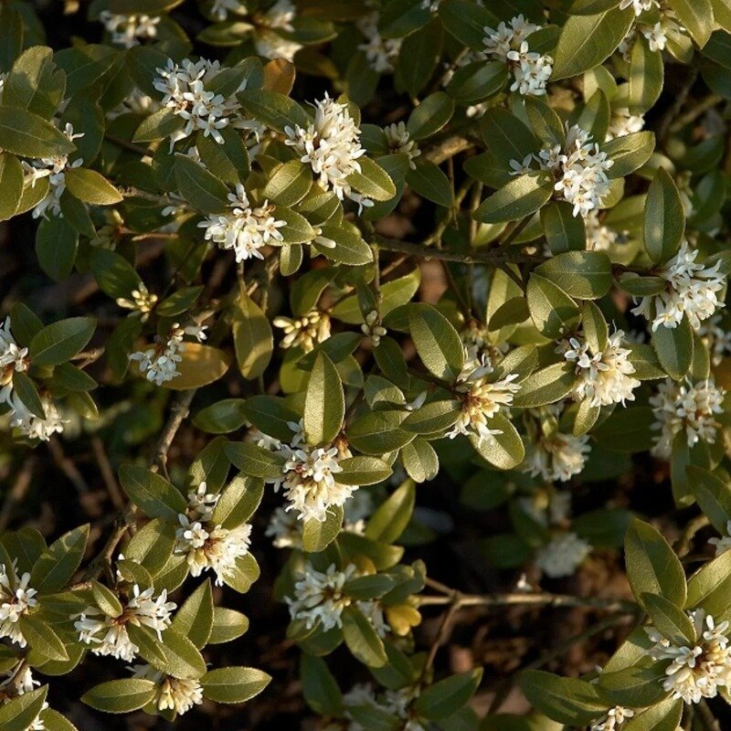 Osmanthus Burkwoodii