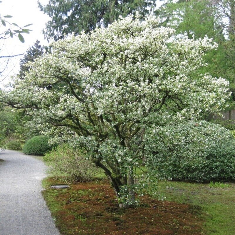 Osmanthus Burkwoodii struik
