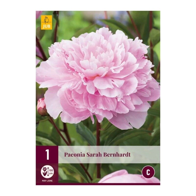 Paeonia Sarah Bernhardt
