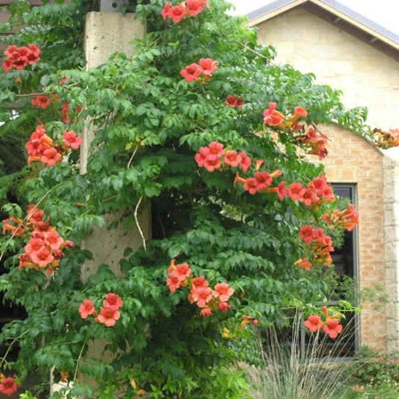 Pandorée Faux-Jasmin rouge-orange 