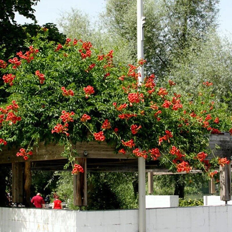 Pandorée Faux-Jasmin rouge-orange 