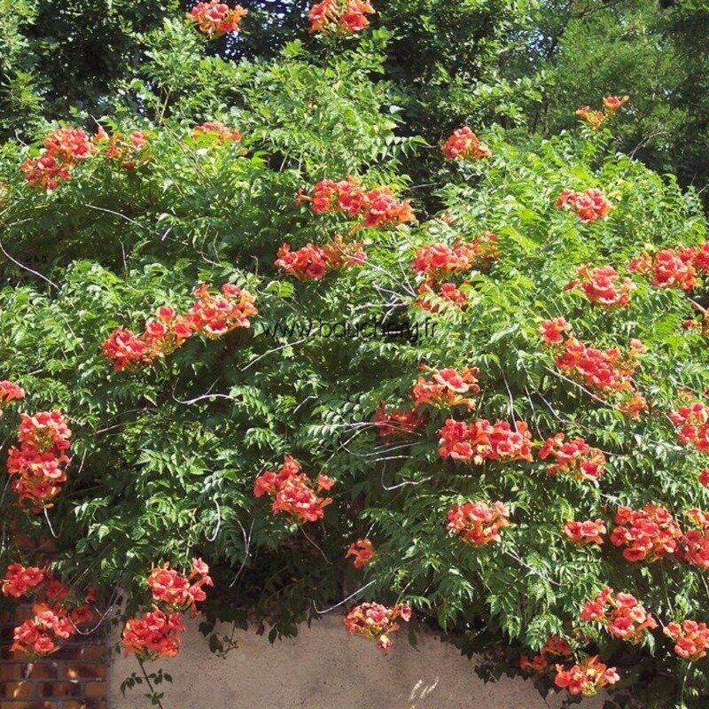 Pandorée Faux-Jasmin rouge-orange 