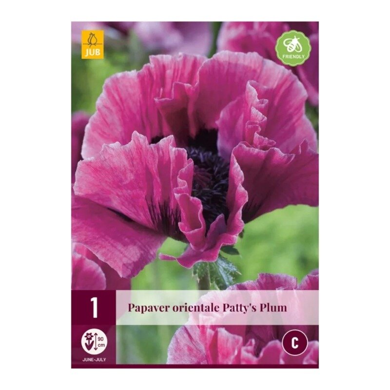 Papaver orientale Patty's Plum
