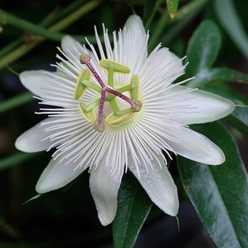 Passiflore blanche 