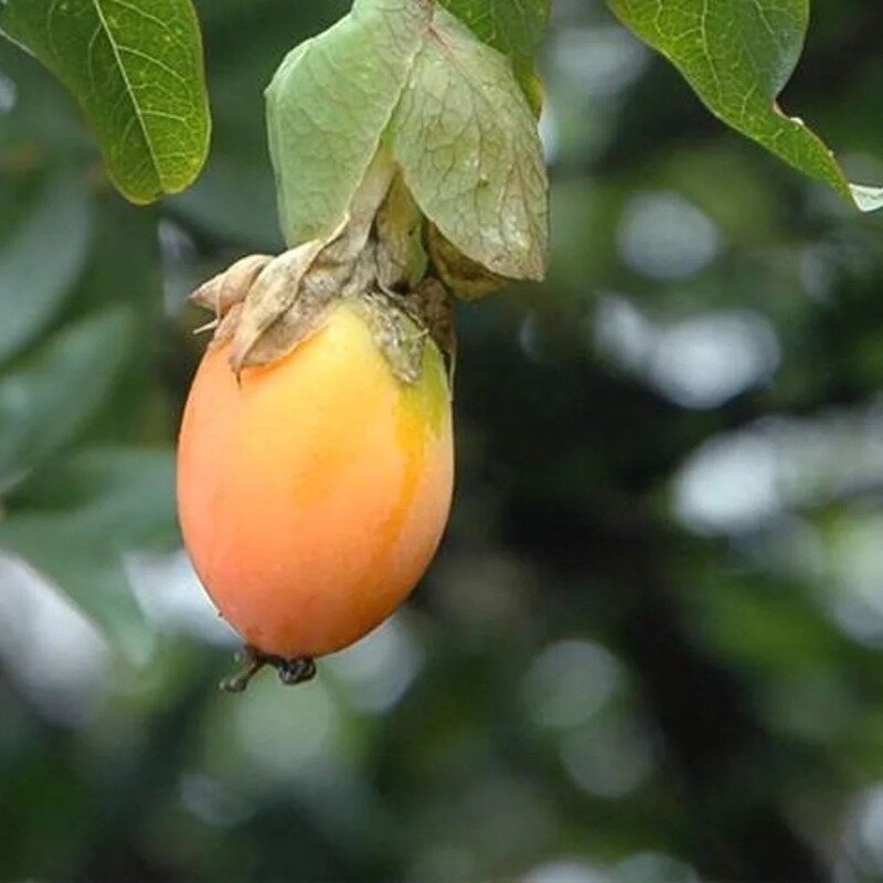 Passiflore blanche 