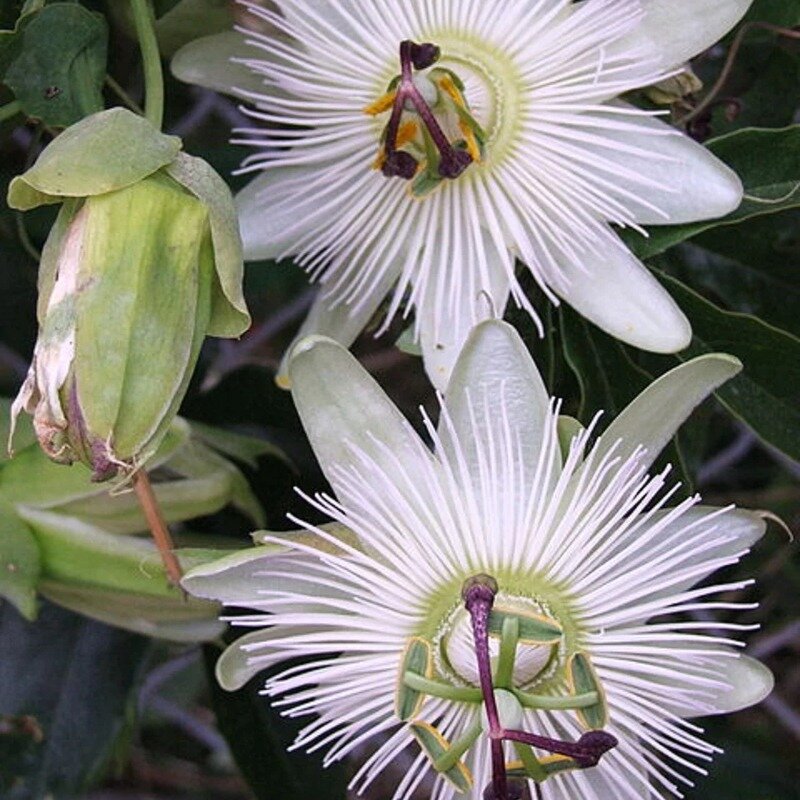 Passiflore blanche 