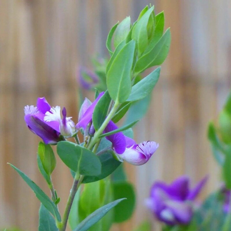 Polygala vulgaire sur pied fleurs
