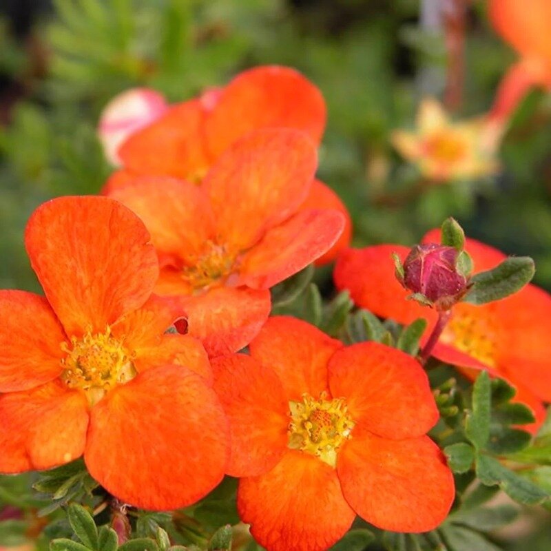 Potentilla fruticosa « Red Ace » 