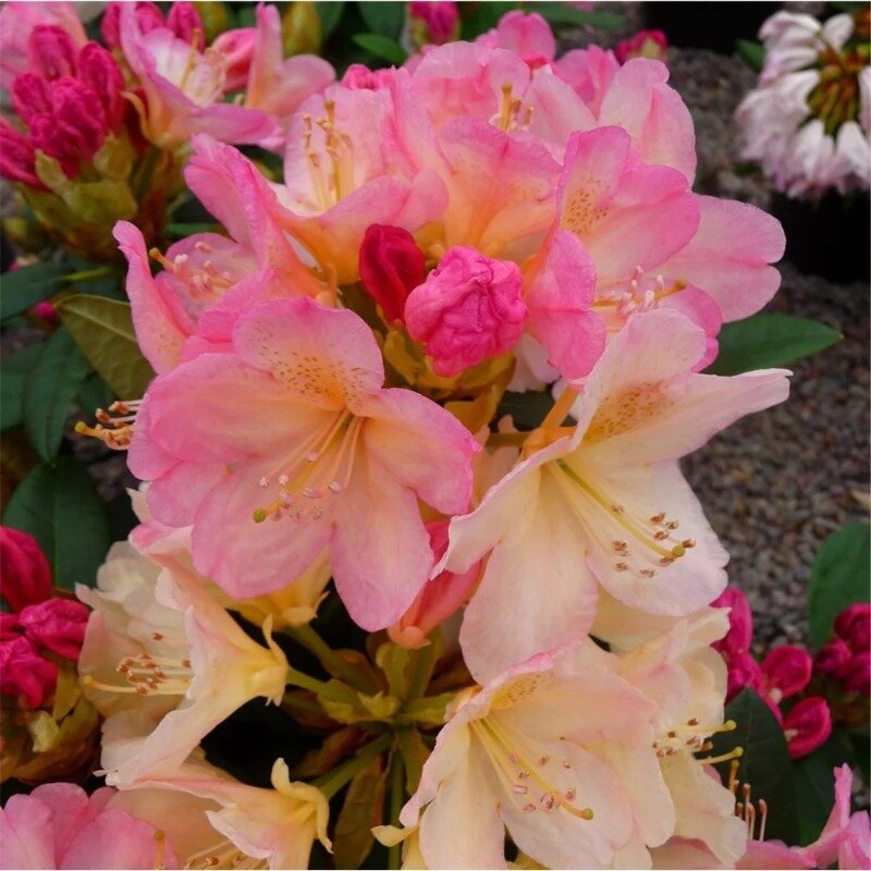 Rhododendron multicolore 