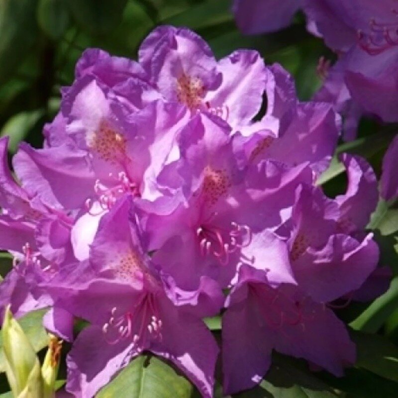 Rhododendron violet 