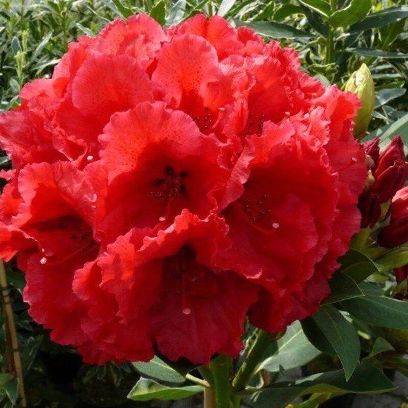 Rhododendron rouge 